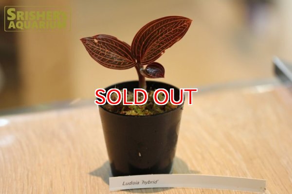 画像2: 観葉植物　ルディシア　ハイブリッド (2)