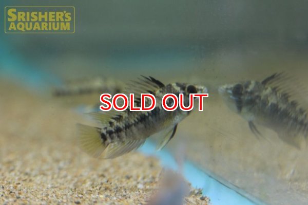 画像10: アピストグラマ ホイグネイ( sv-125) ブリード n-2（ペア）【２０１９年採集】【ベネズエラ】 (10)