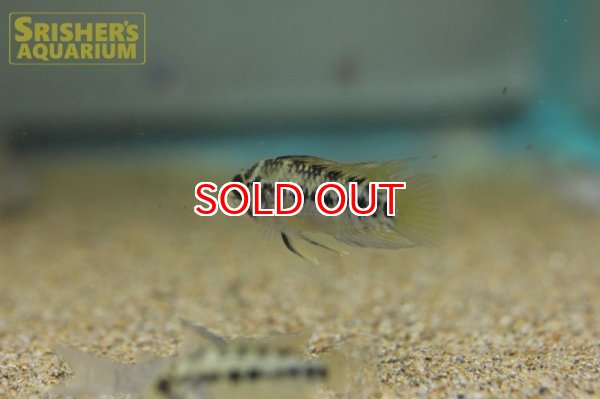 画像3: アピストグラマ ホイグネイ( sv-125) ブリード n-2（ペア）【２０１９年採集】【ベネズエラ】 (3)