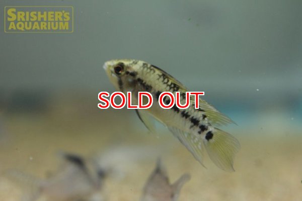 画像5: アピストグラマ ホイグネイ( sv-125) ブリード n-2（ペア）【２０１９年採集】【ベネズエラ】 (5)