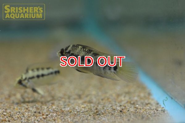 画像4: アピストグラマ ホイグネイ( sv-125) ブリード n-2（ペア）【２０１９年採集】【ベネズエラ】 (4)