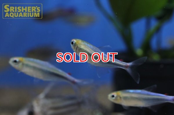 画像4: レッドスポットスーパーブルーテトラ (4)