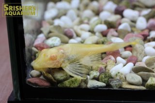 プレコの仲間 - Plecostomus-｜スリッシャーズ アクアリウム