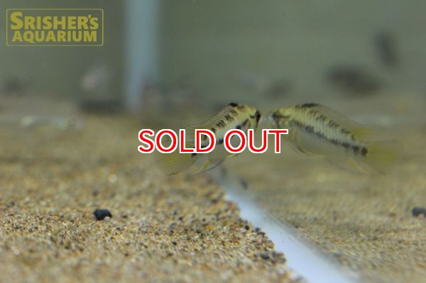 画像8: アピストグラマ ホイグネイ( sv-125) ブリード n-1（ペア）【２０１９年採集】【ベネズエラ】 (8)