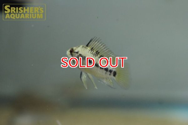 画像6: アピストグラマ ホイグネイ( sv-125) ブリード n-2（ペア）【２０１９年採集】【ベネズエラ】 (6)