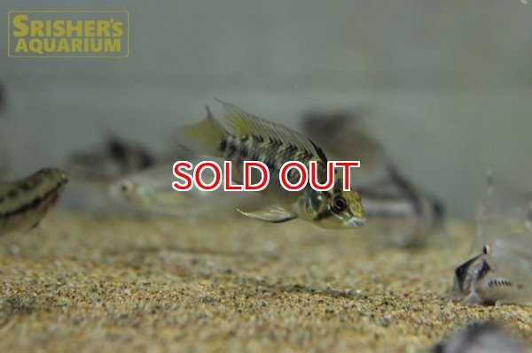 画像2: アピストグラマ ホイグネイ( sv-125) ブリード n-1（ペア）【２０１９年採集】【ベネズエラ】 (2)