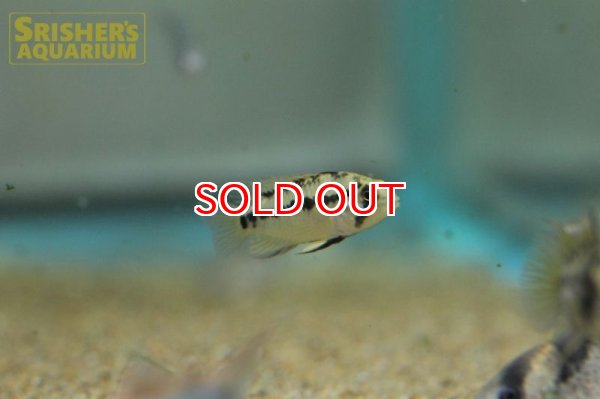 画像11: アピストグラマ ホイグネイ( sv-125) ブリード n-2（ペア）【２０１９年採集】【ベネズエラ】 (11)