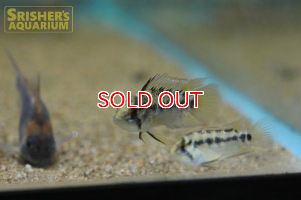 画像8: アピストグラマ ホイグネイ( sv-125) ブリード n-2（ペア）【２０１９年採集】【ベネズエラ】 (8)