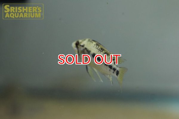 画像7: アピストグラマ ホイグネイ( sv-125) ブリード n-2（ペア）【２０１９年採集】【ベネズエラ】 (7)