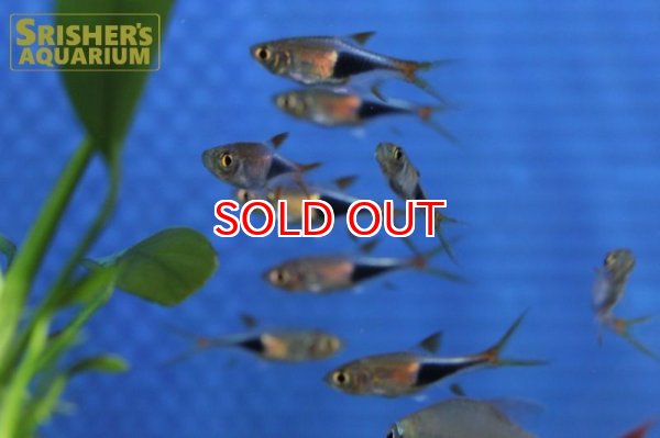 画像4: ラスボラ　ヘテロモルファ　ビンタンレッド (4)