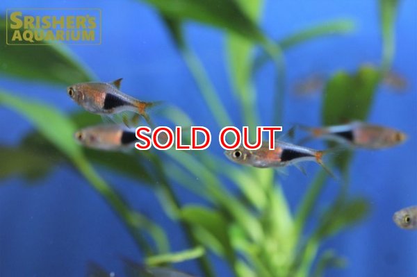 画像3: ラスボラ　ヘテロモルファ　ビンタンレッド (3)