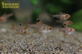 小型カラシンの仲間 Characin スリッシャーズ アクアリウム 熱帯魚通販 熱帯魚専門店