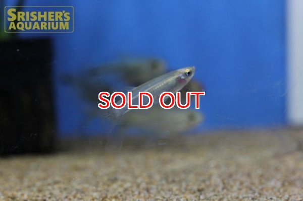 画像6: プロカトーパス　アベランス（ペア） (6)