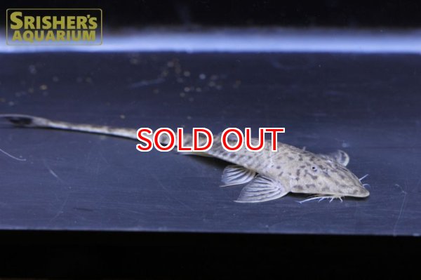 画像2: タイガーツチノコロリカリア (2)