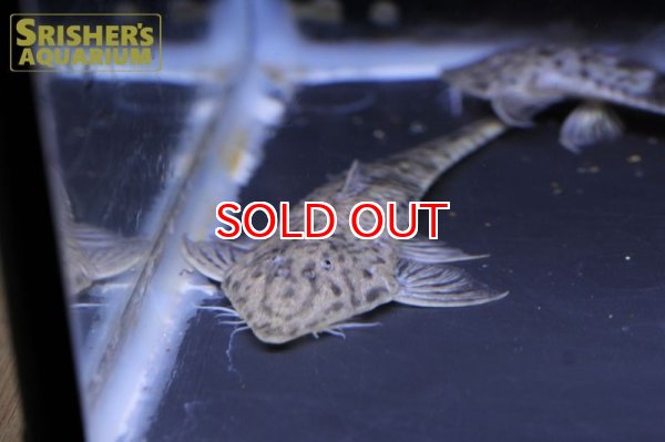 画像5: タイガーツチノコロリカリア (5)