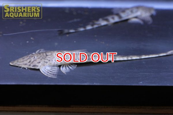 画像4: タイガーツチノコロリカリア (4)