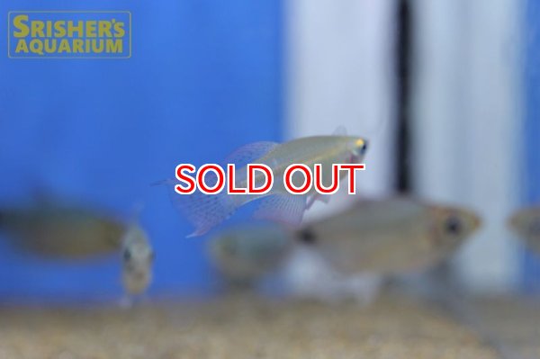 画像3: プロカトーパス　アベランス（ペア） (3)