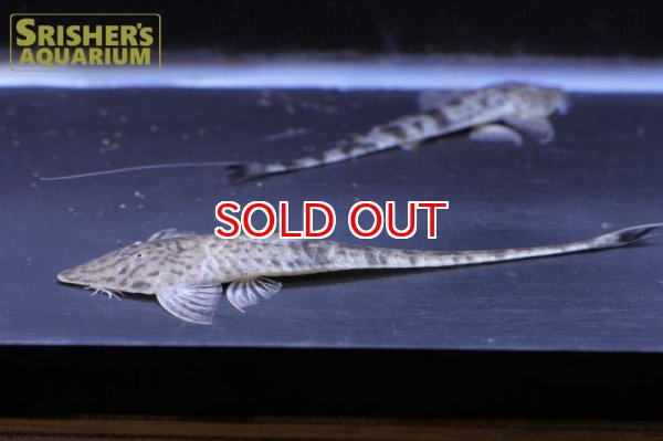 画像3: タイガーツチノコロリカリア (3)