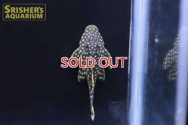 画像3: クイーンオレンジフィンカイザープレコ　L-177 (3)