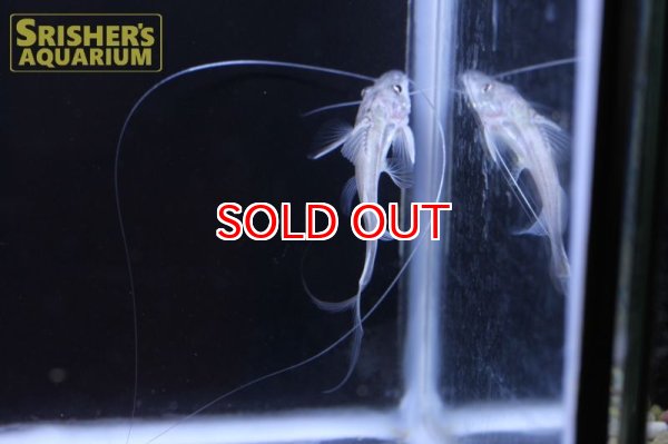 画像2: ロングバーベルキャット (2)