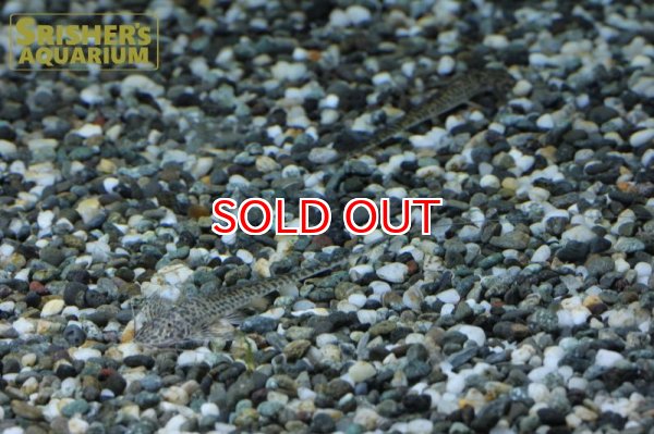 画像3: ラディノロリカリアSP.アマゾナス (3)