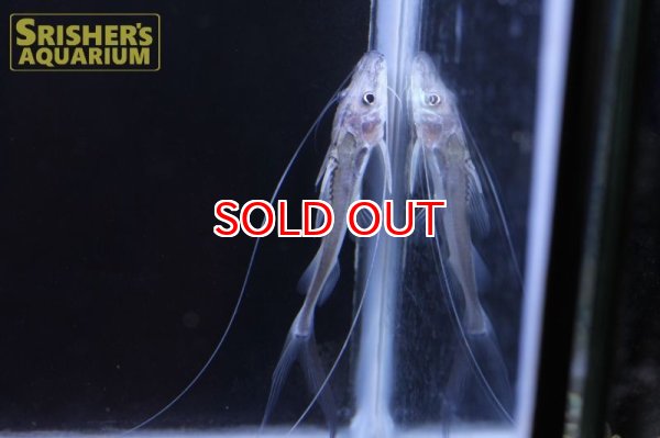 画像5: ロングバーベルキャット (5)