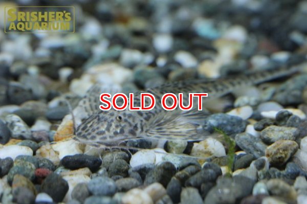 画像6: ラディノロリカリアSP.アマゾナス (6)