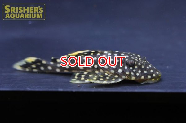 画像2: クイーンオレンジフィンカイザープレコ　L-177 (2)