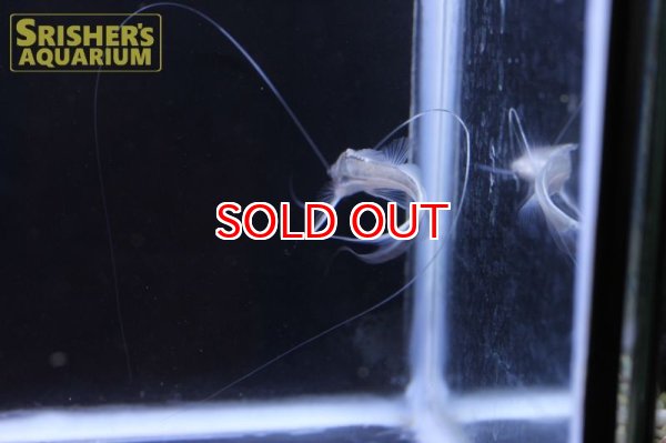 画像3: ロングバーベルキャット (3)