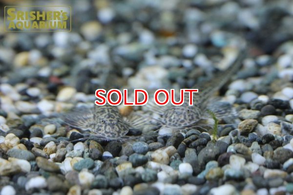 画像5: ラディノロリカリアSP.アマゾナス (5)