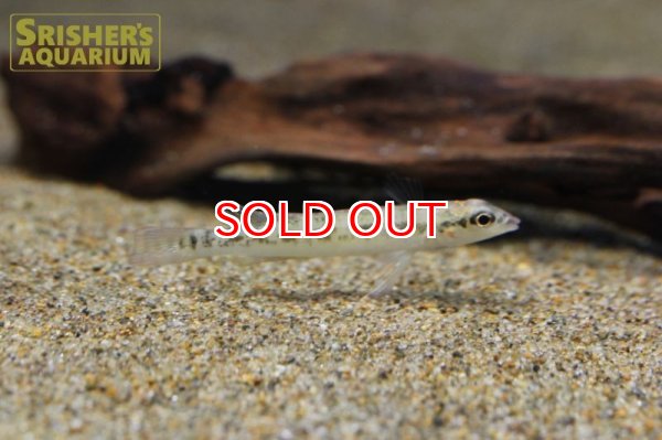 画像2: テレオシクラ　セントラルクス（シングー） (2)