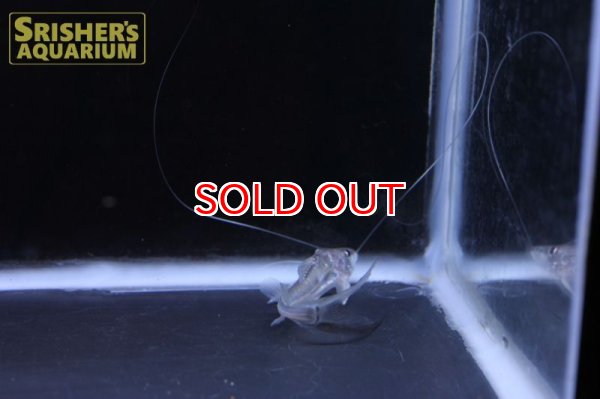 画像4: ロングバーベルキャット (4)