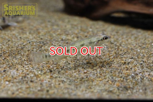 画像3: テレオシクラ　セントラルクス（シングー） (3)