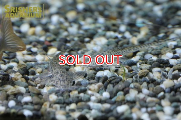 画像2: ラディノロリカリアSP.アマゾナス (2)