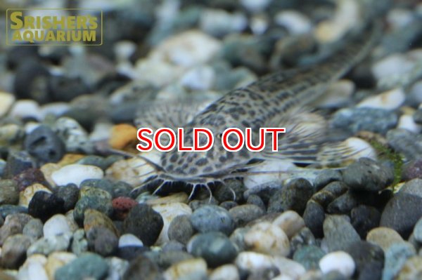 画像4: ラディノロリカリアSP.アマゾナス (4)