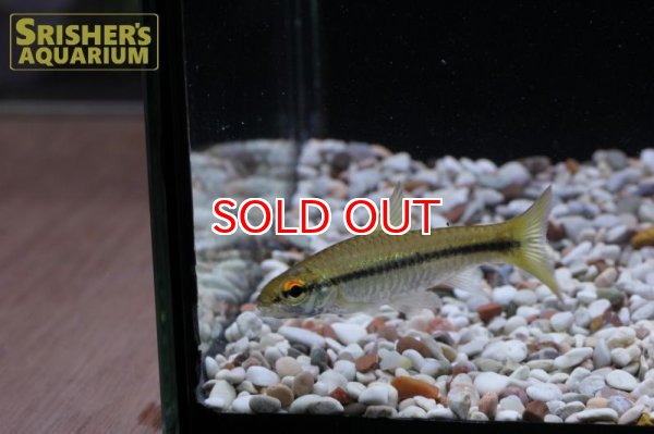 画像2: バルブス　マクロプス（ギニア） (2)