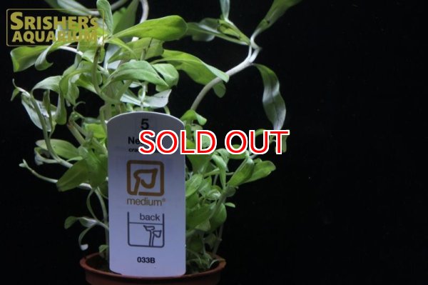 画像2: 水草 ネサエア クラシカウリス TR（１POT） (2)