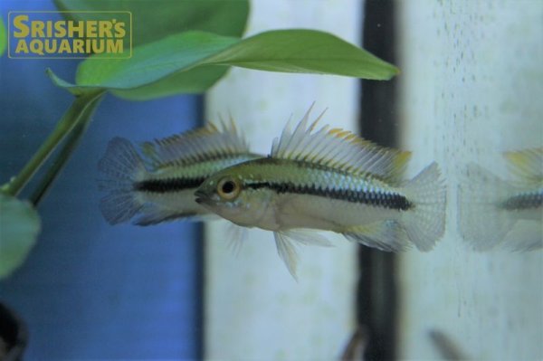 画像2: アピストグラマ　トリファスキアータ　(ブリード)  (2)