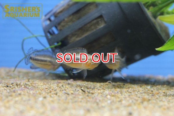 画像2: アピストグラマ sp. ミウア ワイルド (ペア) (2)