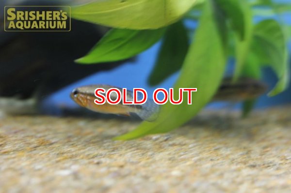 画像6: アピストグラマ sp. ミウア ワイルド (ペア) (6)