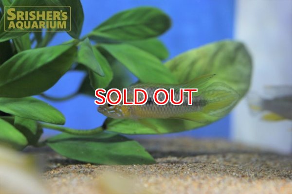 画像5: アピストグラマ アガシジー カレイロ ワイルド (ペア) (5)