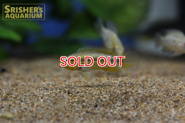 画像3: アピストグラマ アガシジー カレイロ ワイルド (ペア) (3)