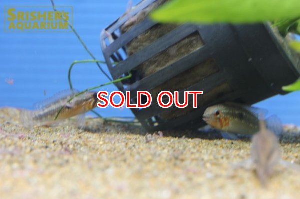 画像7: アピストグラマ sp. ミウア ワイルド (ペア) (7)