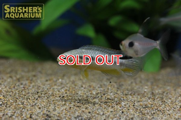 画像3: アピストグラマ アガシジー アノリ ワイルド (ペア) (3)