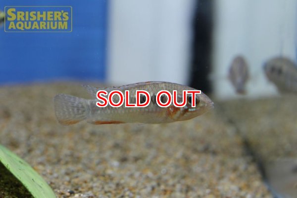 画像2: アピストグラマ エリザベサエ イサナ ワイルド (ペア) (2)