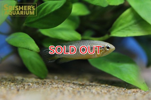 画像2: アピストグラマ アガシジー アノリ ワイルド (ペア) (2)