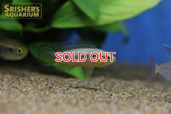 画像4: アピストグラマ アガシジー アノリ ワイルド (ペア) (4)