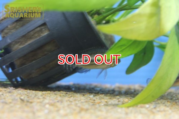 画像4: アピストグラマ sp. ミウア ワイルド (ペア) (4)