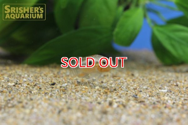 画像8: アピストグラマ sp. ミウア ワイルド (ペア) (8)