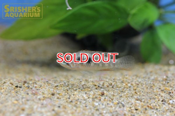 画像3: アピストグラマ エリザベサエ イサナ ワイルド (ペア) (3)